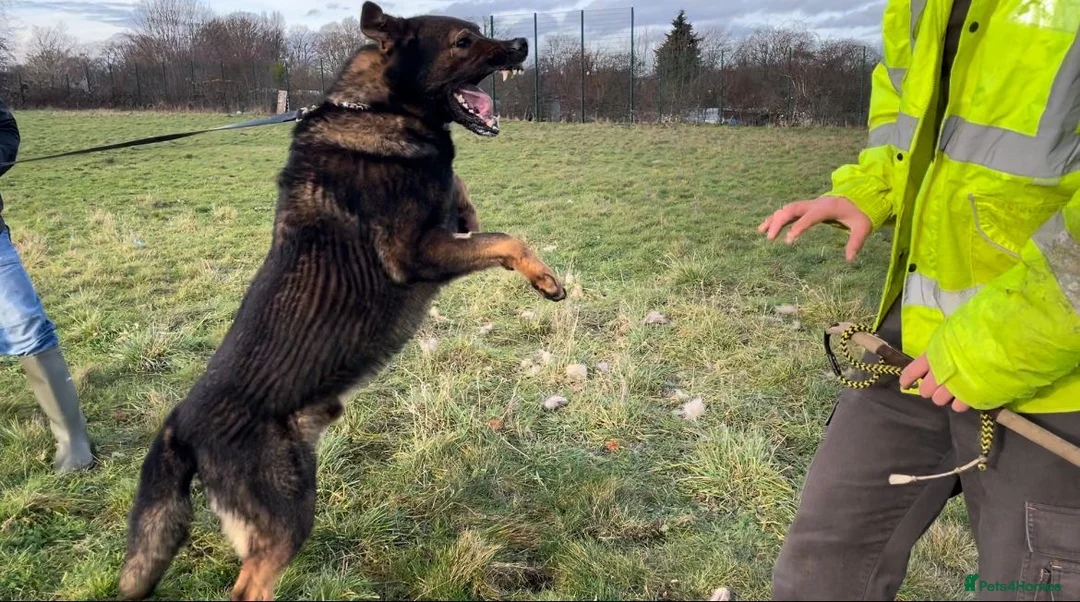 German Shepherd dogs for sale: Rare DDR German shepherds ‼️ - Advert 10