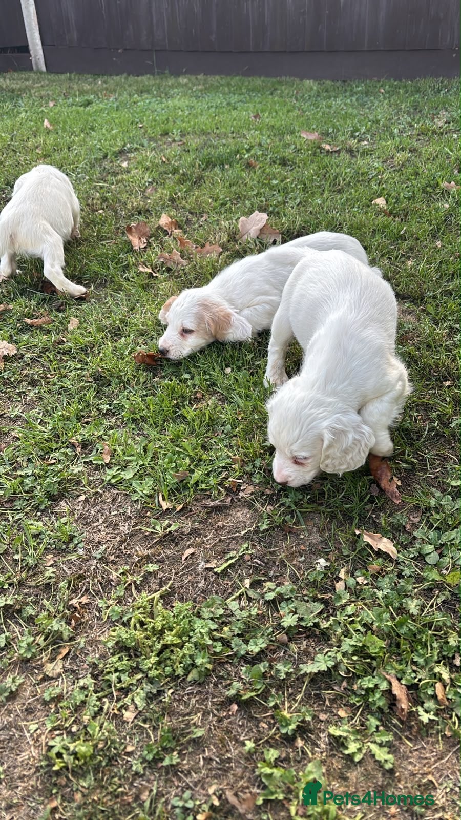 Cocker Spaniel dogs for sale: Working Cocker spaniel puppies  - Advert 1
