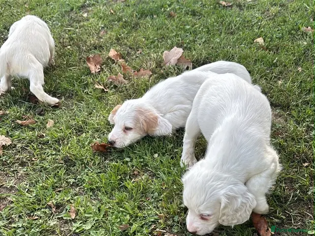 Cocker Spaniel dogs for sale: Working Cocker spaniel puppies - Advert 1