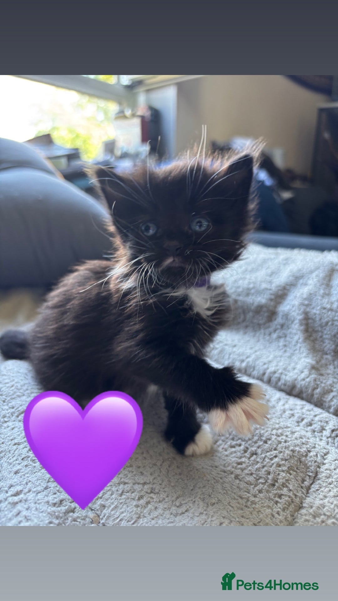Mixed Breed cats for sale: Beautiful kittens for sale - Image 17