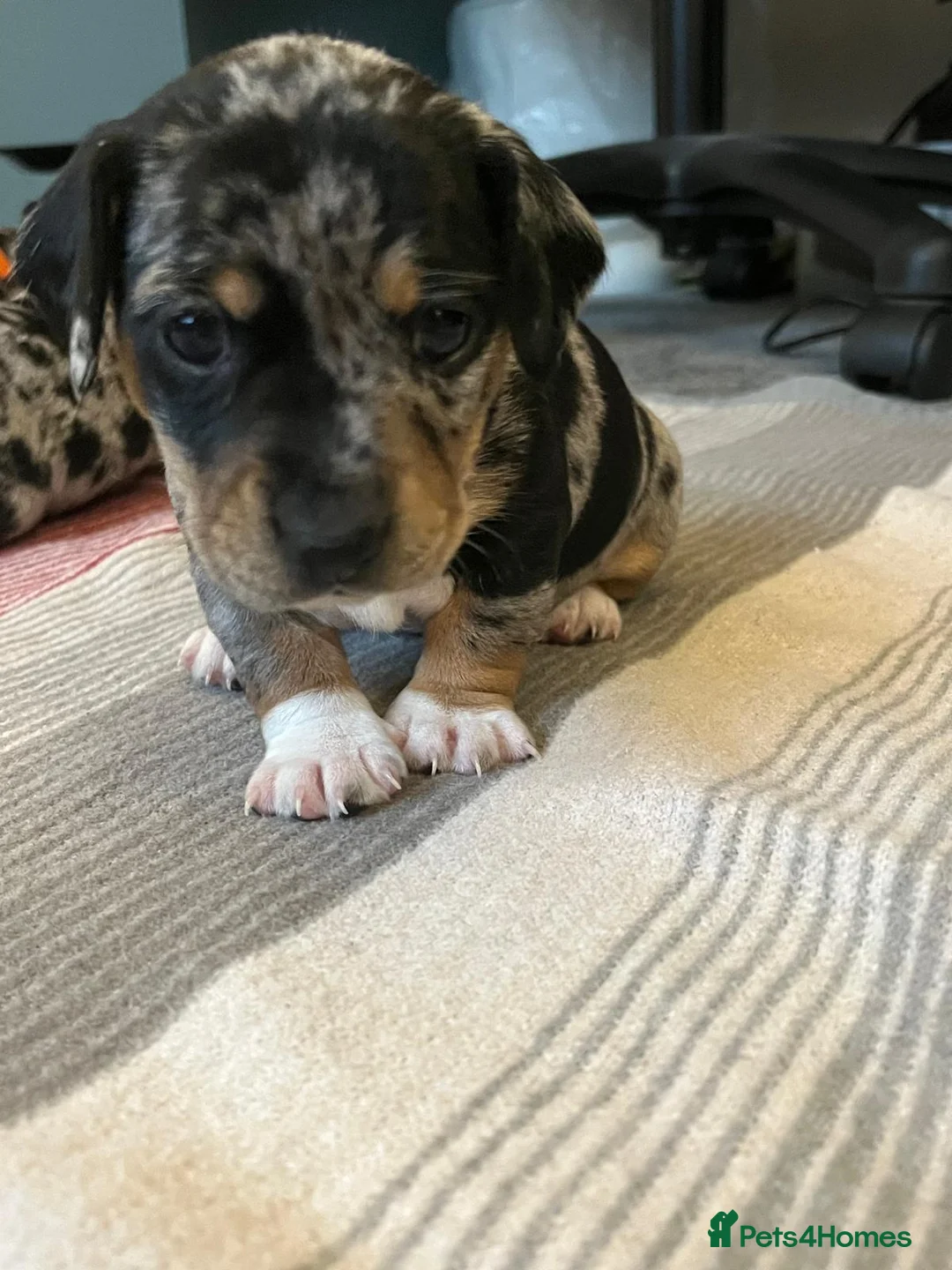 Jackshund dogs for sale: A stunning Jack Russell Terrier and Dachshund mix. - Advert 10
