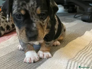 Jackshund dogs A stunning Jack Russell Terrier and Dachshund mix. - Advert 5