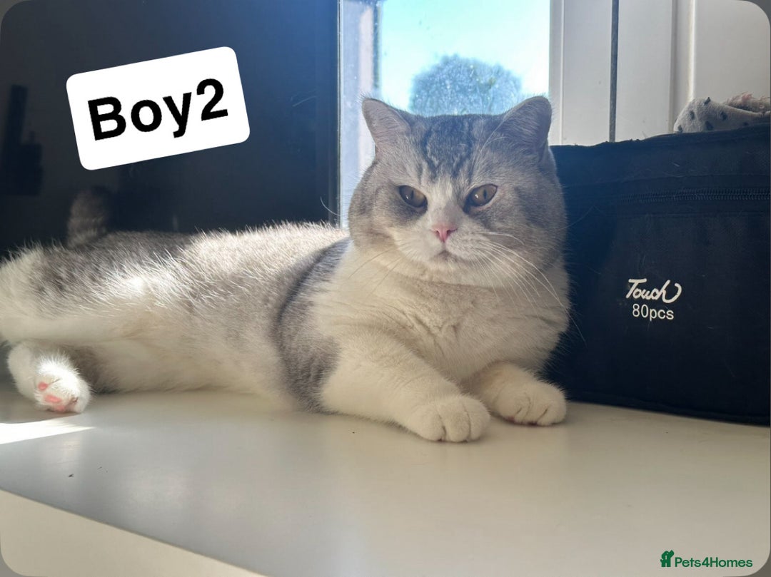 British Shorthair cats for sale: Beautiful British short haired males  - Image 5