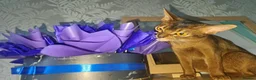 Abyssinian cats for sale: One beautiful Abyssinian boy - Advert 15
