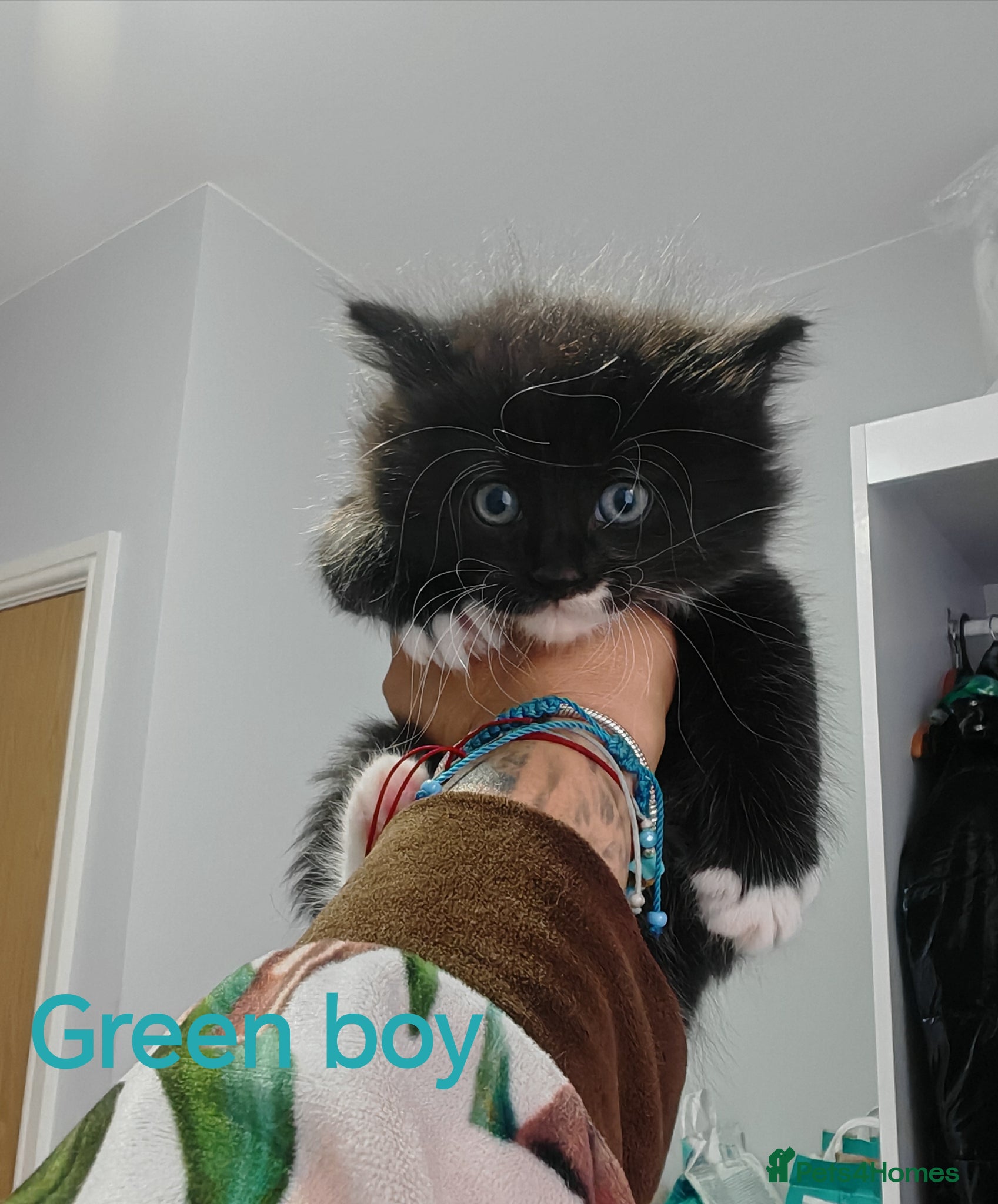 Mixed Breed cats Beautyfull babies ragcoon x tuxedo croos  - Advert 1