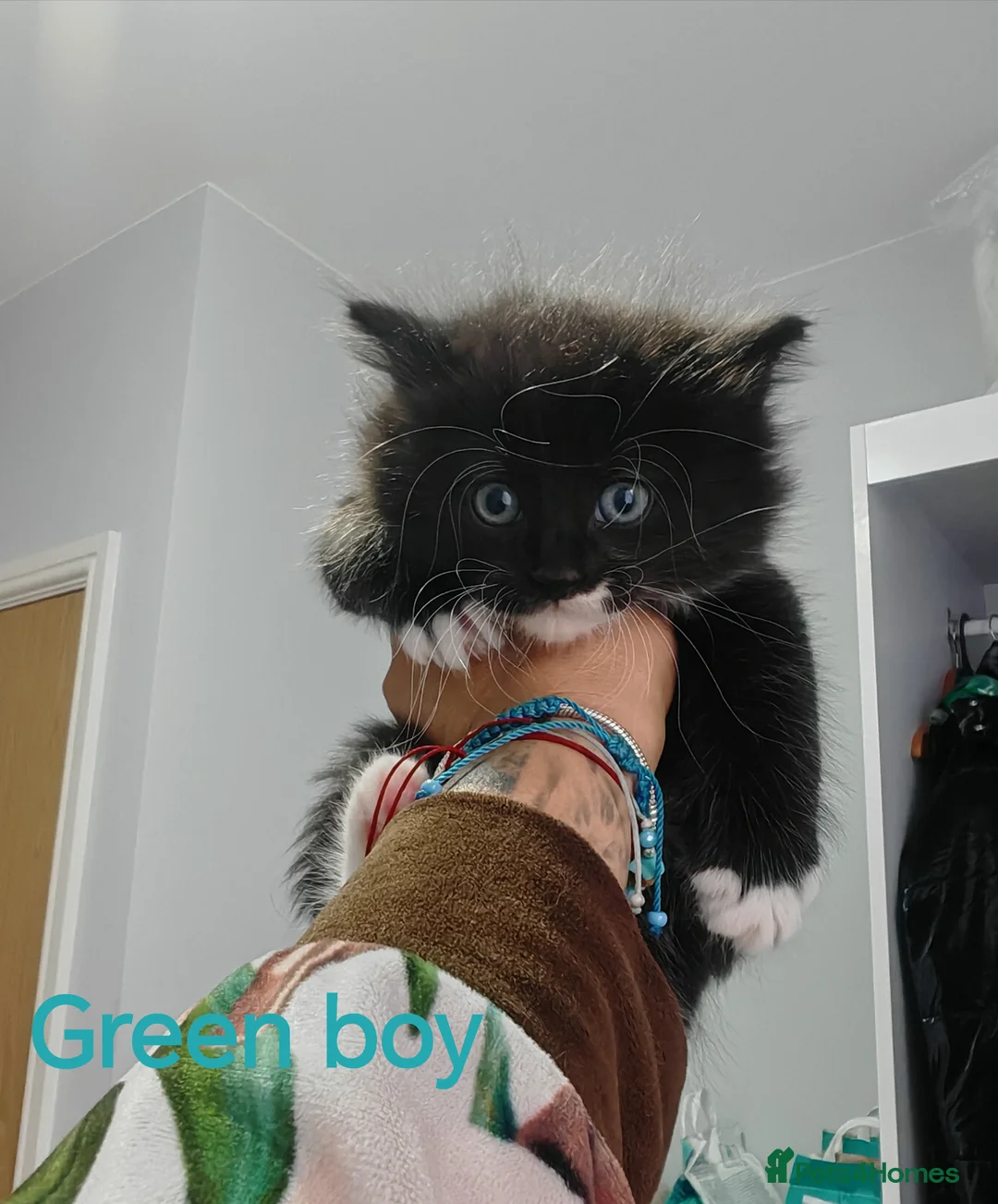 Mixed Breed cats for sale: Beautyfull babies ragcoon x tuxedo croos  - Advert 1