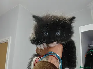 Mixed Breed cats for sale: Beautyfull babies ragcoon x tuxedo croos - Advert 1