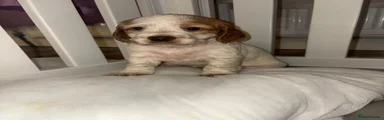 Cocker Spaniel 3