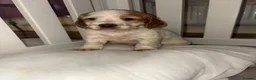 Cocker Spaniel dogs for sale: Cocker spaniel puppies for sale  - Advert 7