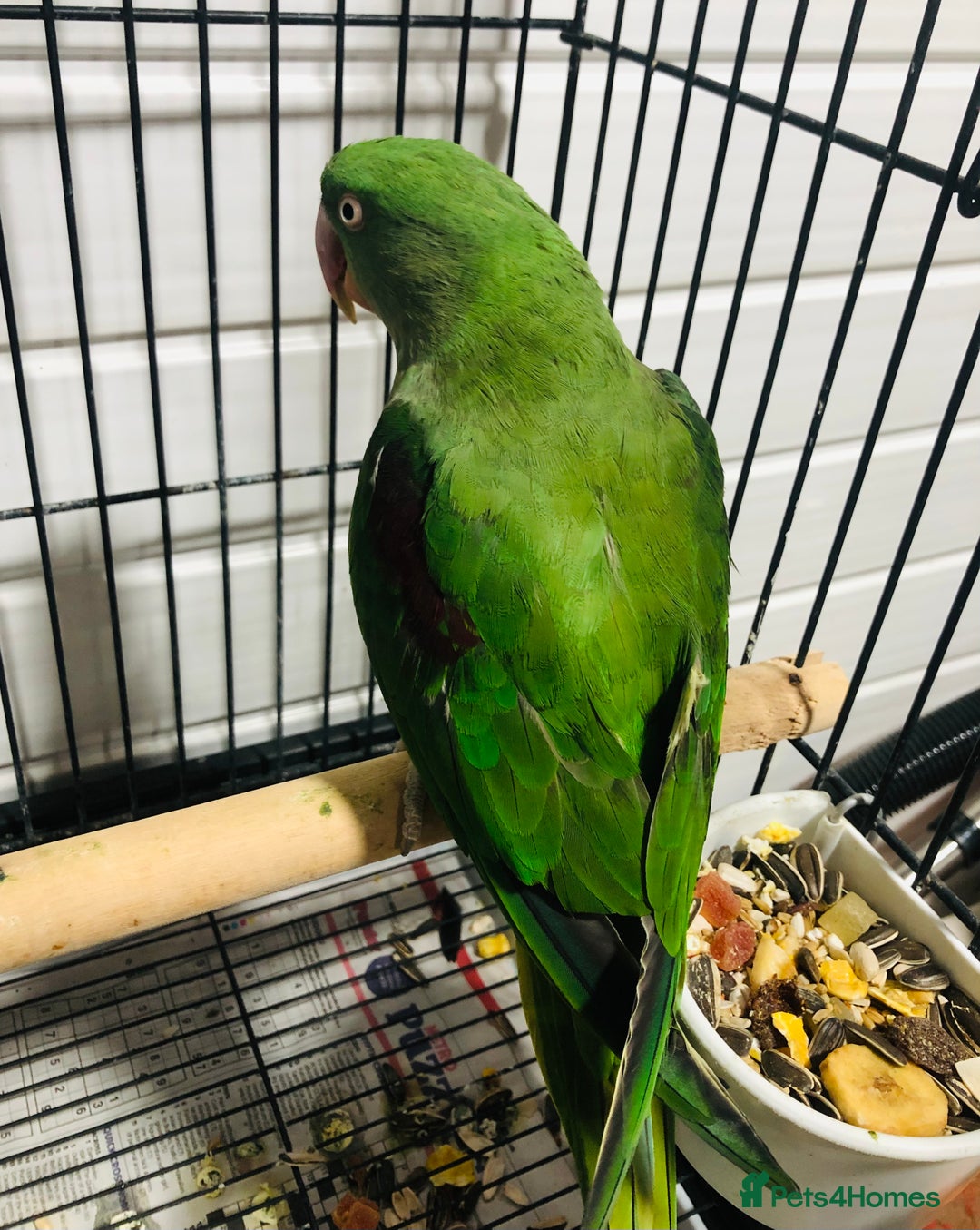 Parrots birds for sale: Alexandrine parrots for sale. - Image 9