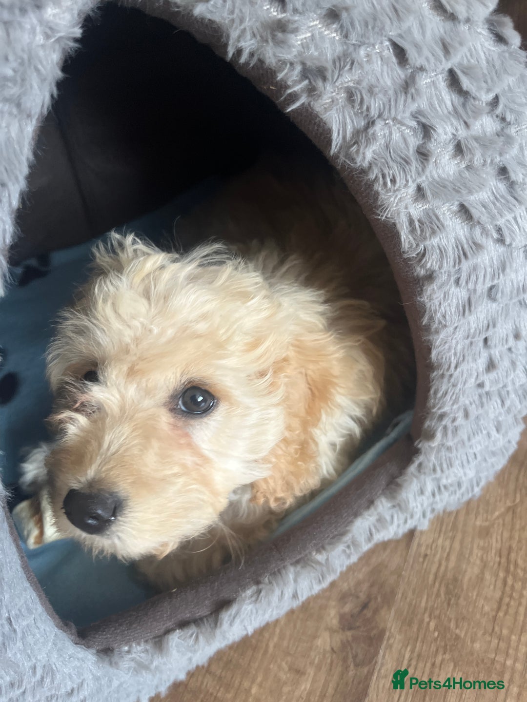 Cocker Spaniel dogs for sale: Cocker spaniel  - Image 3