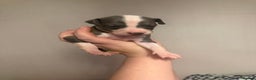 Italian Greyhound dogs for sale: KC registered Perfect Italian greyhound puppies  - Advert 5