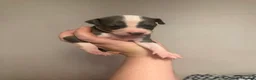 Italian Greyhound dogs for sale: 2 LEFT KC Italian greyhound puppies  - Advert 20