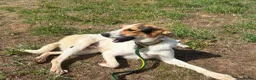 Mixed Breed dogs for adoption: Rosco - Norwich Norfolk  - Advert 10