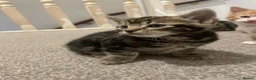 Mixed Breed cats for sale: 2 Beautiful kittens available  - Advert 4
