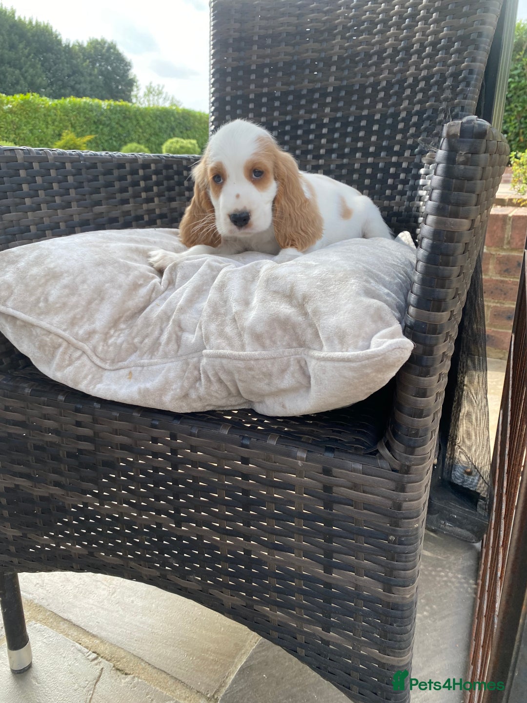 Cocker Spaniel dogs for sale: OUT STANDING  GORGEOUS SHOW TYPE COCKER SPANIEL  - Image 19