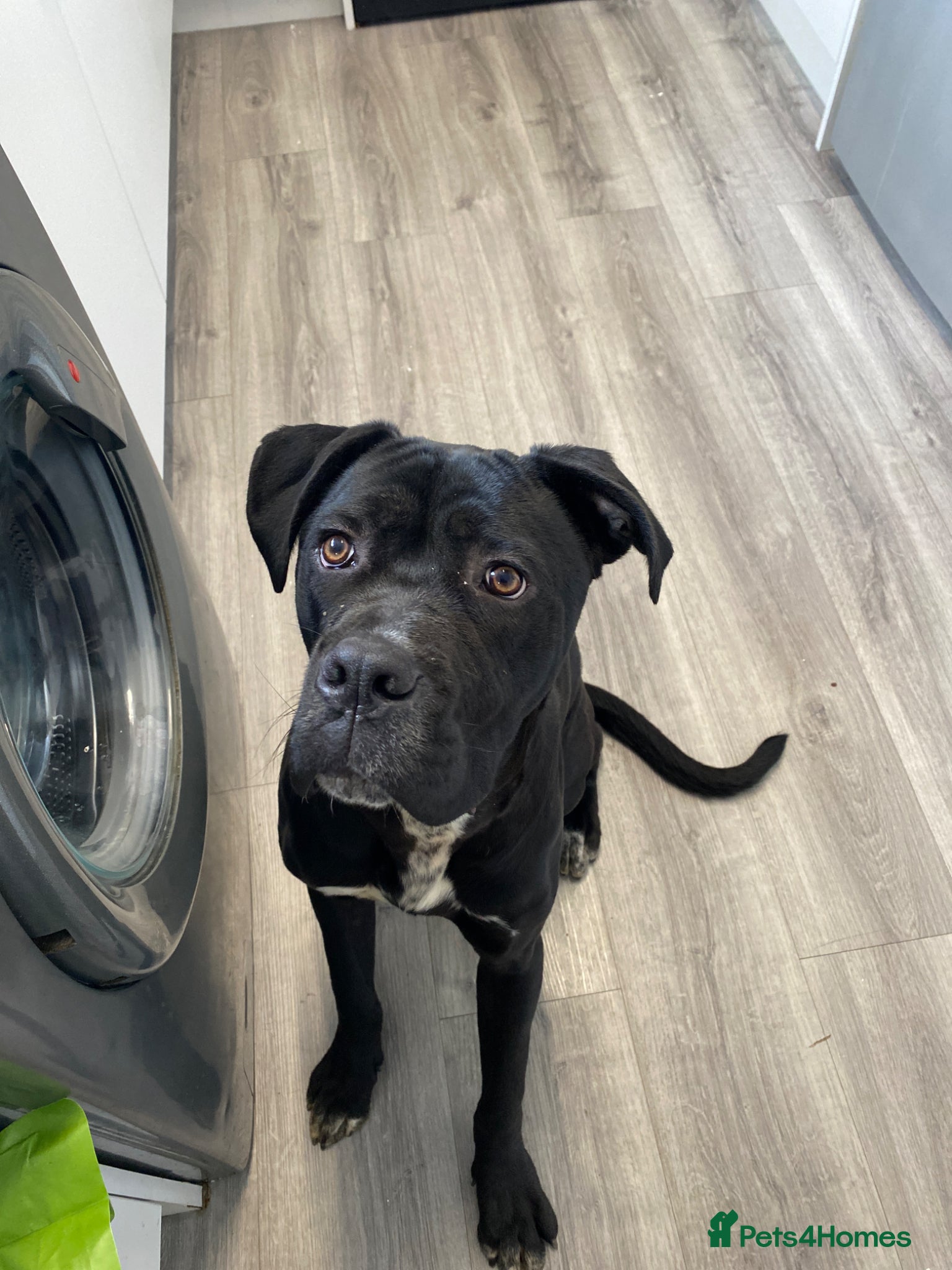 Cane Corso dogs Puppy - Advert 3