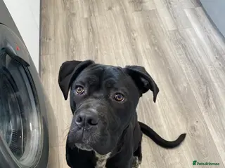 Cane Corso dogs Puppy - Advert 3