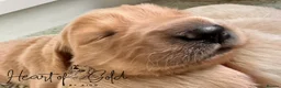 Golden Retriever dogs for sale: KC last boy  ❤️ on holiday 11-18.05 , final price  - Advert 30