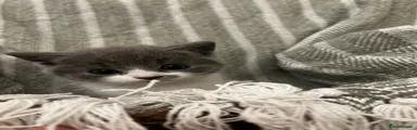 smudge