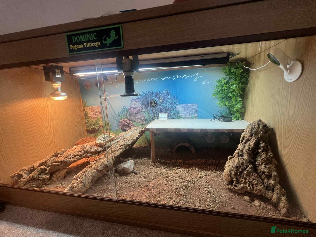 Dragon reptiles for sale: Genetic Stripe Bearded Dragon + FULL SETUP  - Advert 8