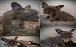 French Bulldog dogs for sale: Merle French Bulldog Puppies  - Image 5