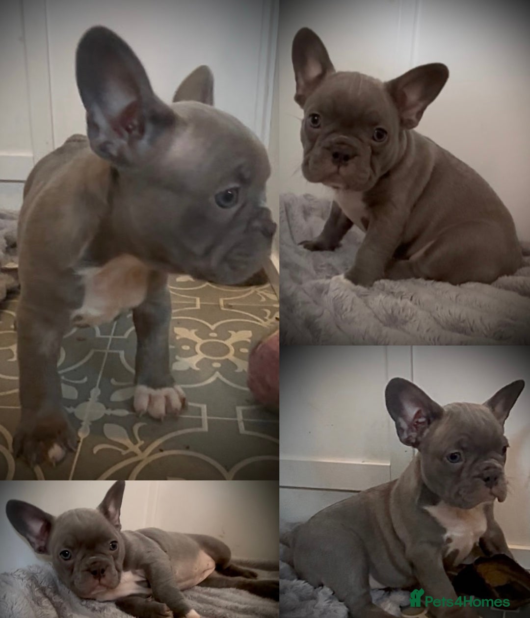 French Bulldog dogs for sale: Merle French Bulldog Puppies  - Image 5