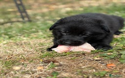 German Shepherd dogs for sale: Vonlisand M-litter - Image 17