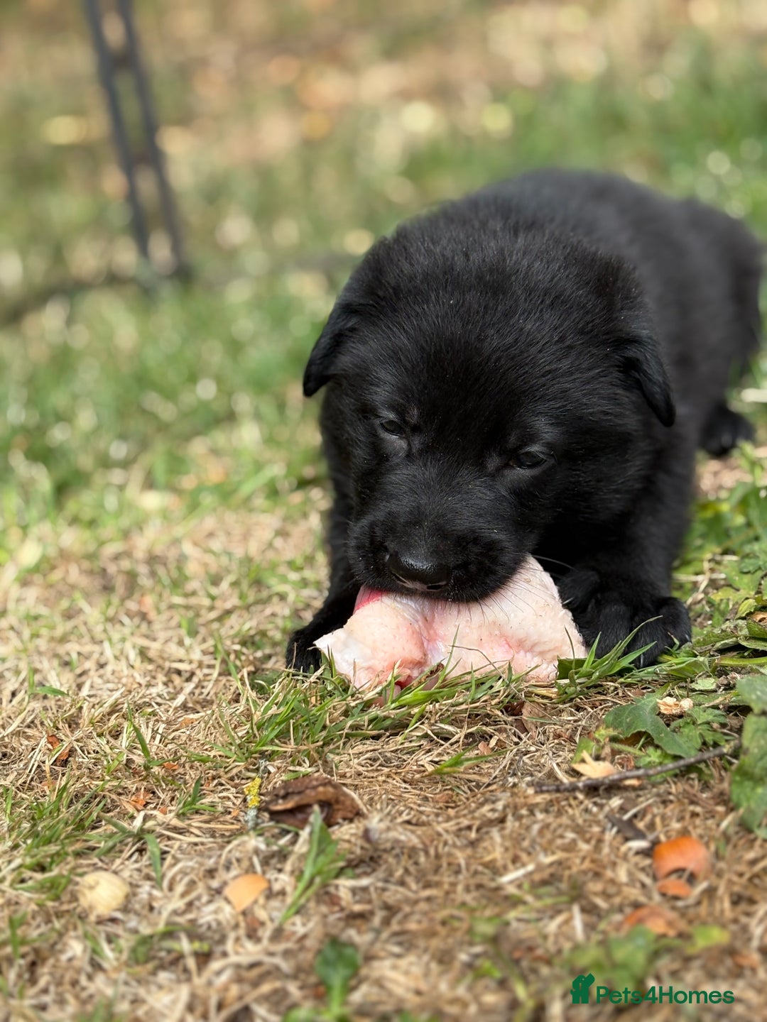 German Shepherd dogs for sale: Vonlisand M-litter - Image 17