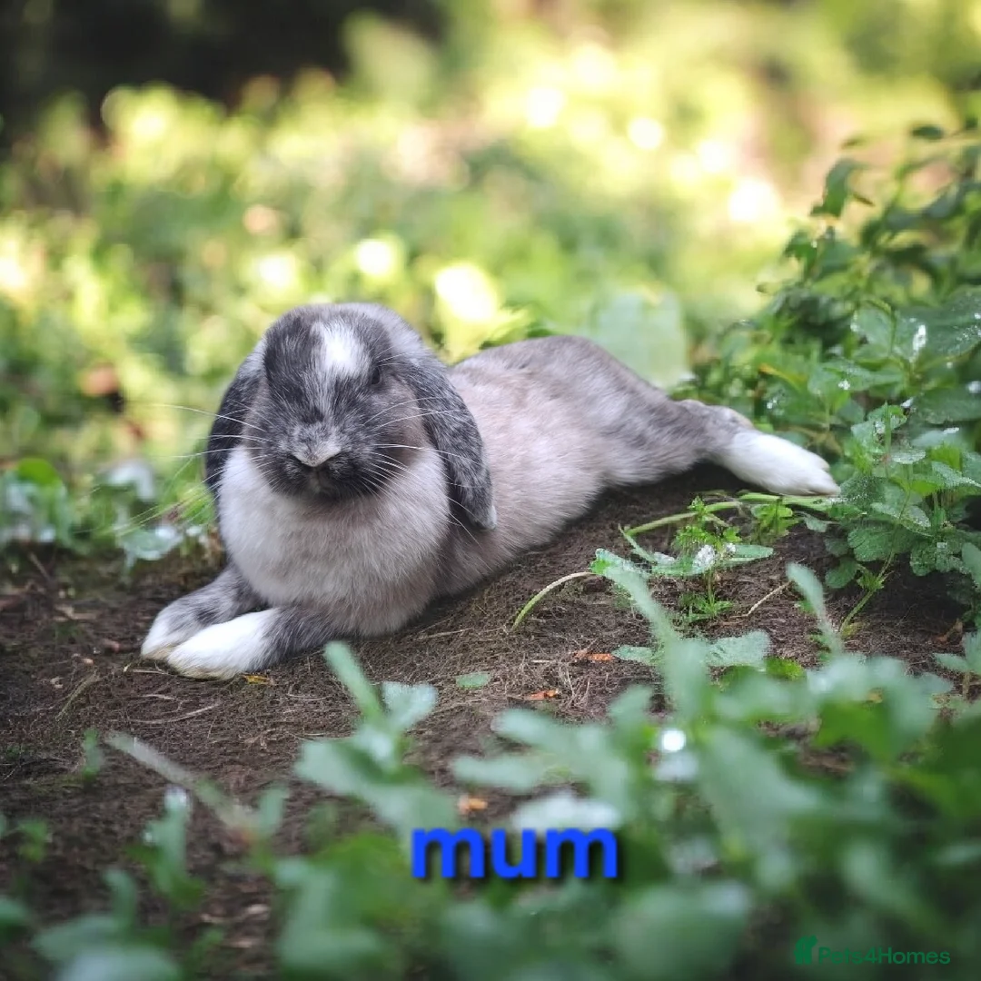 Mixed Breed rabbits for sale: Mix breeds babies. See all photos - Advert 6