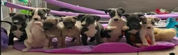 Whippet dogs for sale: The most precious! Kc wippets 🐶 boys & girls   - Advert 1