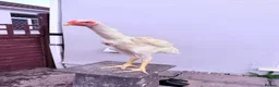 Chickens poultry for sale: WHITE O SHAMO CHICKENS - Advert 18