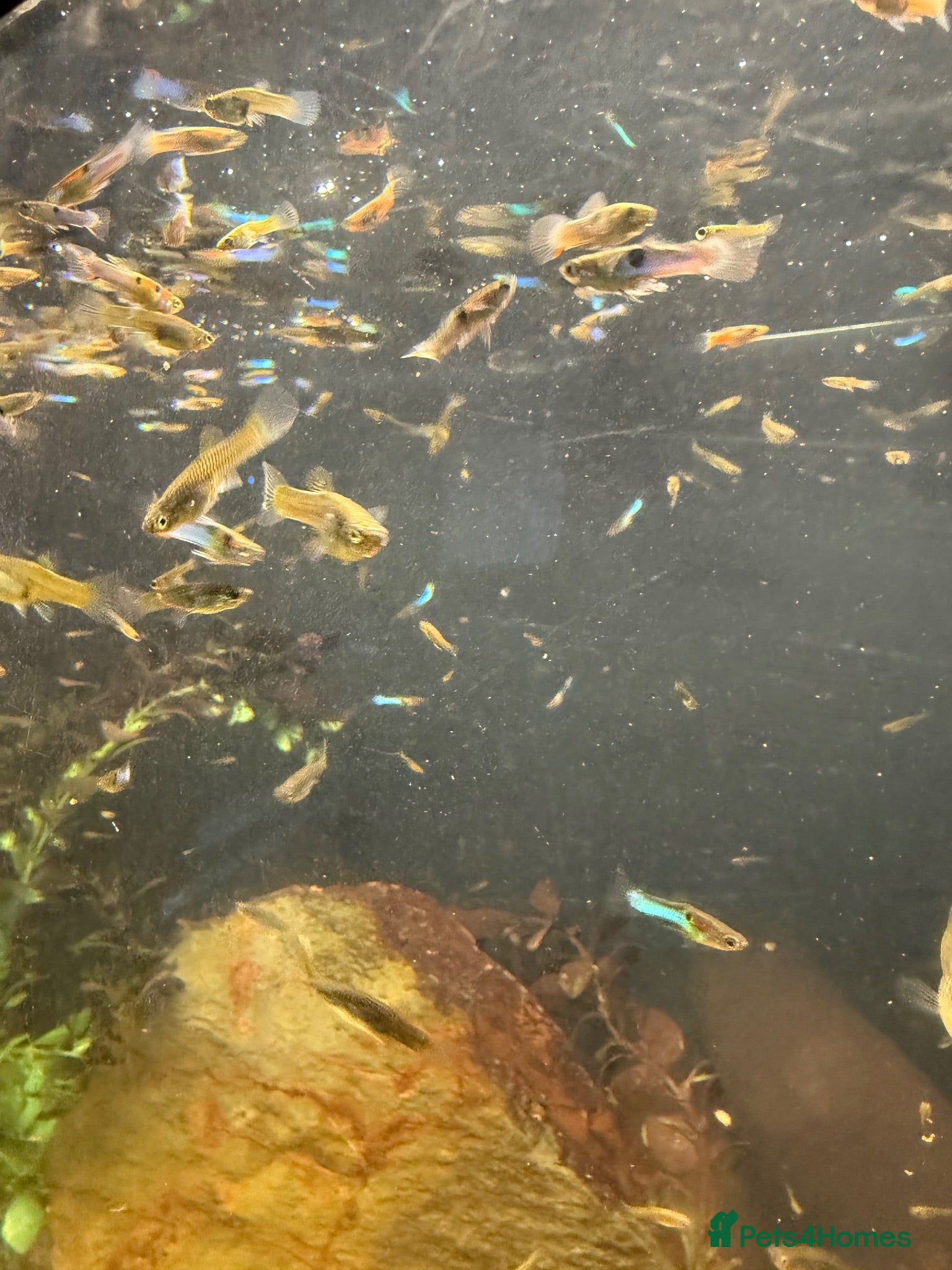 Other/Mixed Breed fish Beautiful mix guppies  - Advert 8