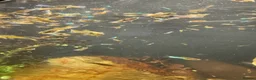 Other/Mixed Breed fish for sale: Beautiful mix guppies  in Oldham - Advert 1