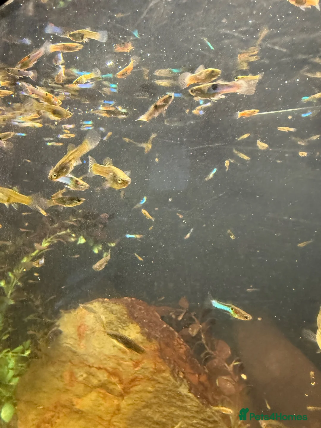 Other/Mixed Breed fish for sale: Beautiful mix guppies  in Oldham - Advert 1
