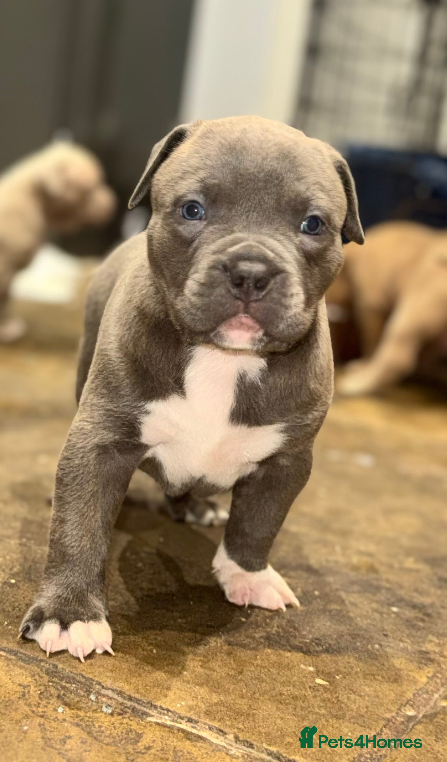 Mixed Breed dogs Cane Corso Boerboels - Advert 1