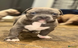 Mixed Breed dogs for sale: Cane Corso Boerboels - Image 1