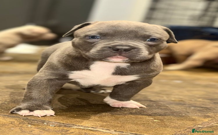 Mixed Breed dogs - Advert 1