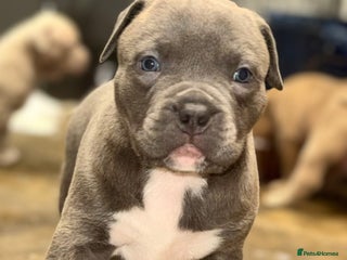 Mixed Breed dogs for sale - Advert 1