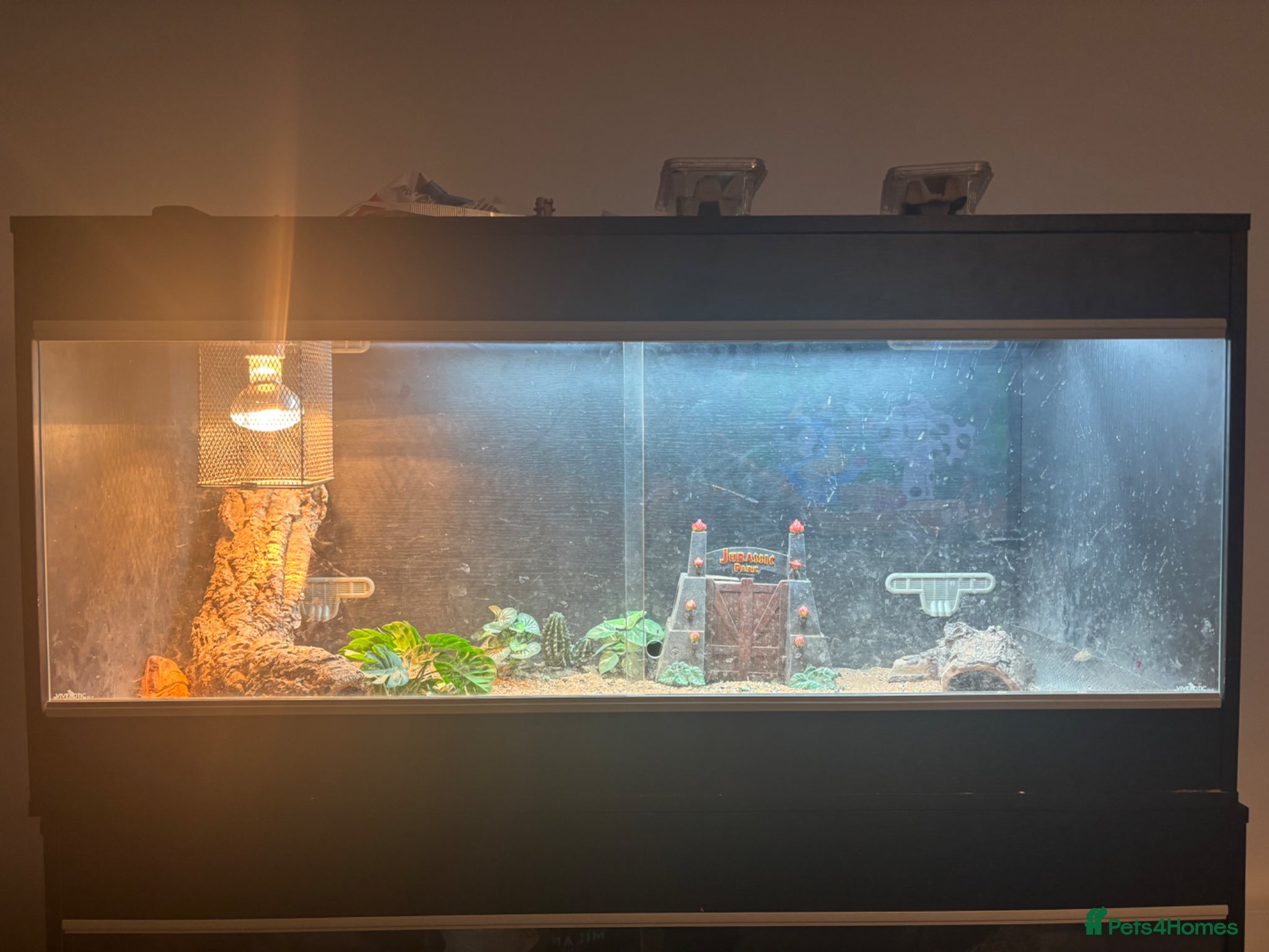 Bearded Dragon reptiles for sale: Red bearded dragon in Eastbourne - Advert 7