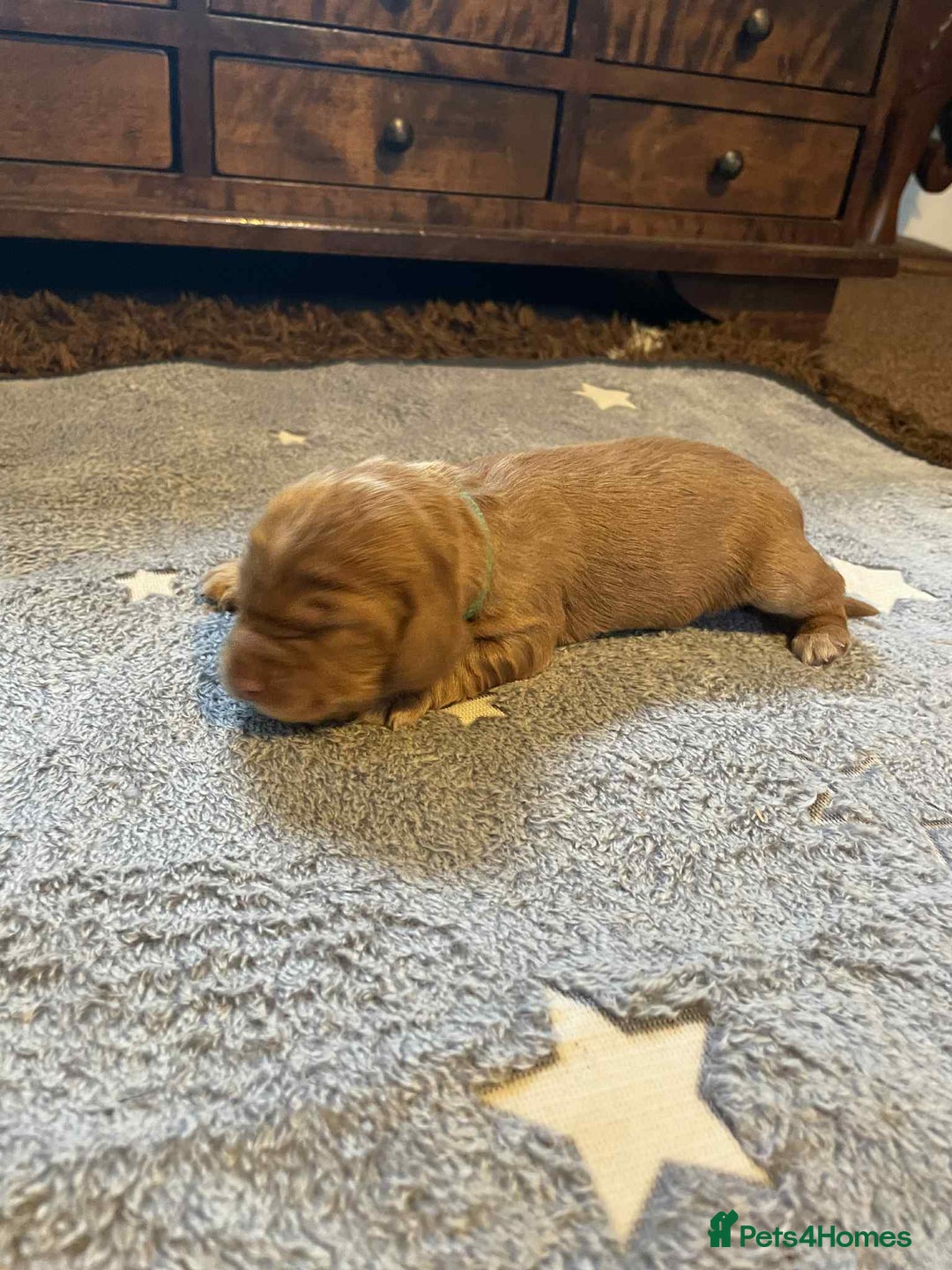Cockapoo dogs for sale: Gorgeous cockapoo puppies F1B - Image 5