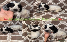 Cocker Spaniel dogs for sale: Cocker spaniel puppy’s - Image 2