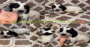 Cocker Spaniel dogs - Advert 3