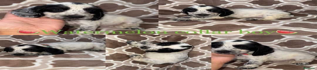 Cocker Spaniel Puppy 3