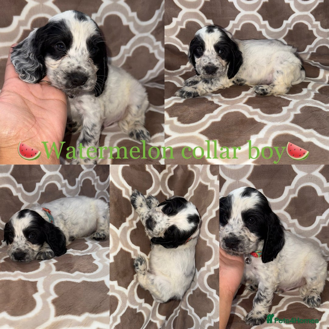 Cocker Spaniel dogs for sale: Cocker spaniel puppy’s - Image 2