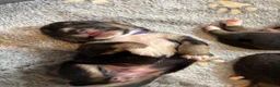 Mixed Breed dogs for sale: 8 Puppies for Sale - 6 Male, 2 Female - Advert 7