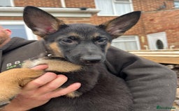 Mixed Breed dogs for sale: Czech shepherd x Belgium malinois - Image 8