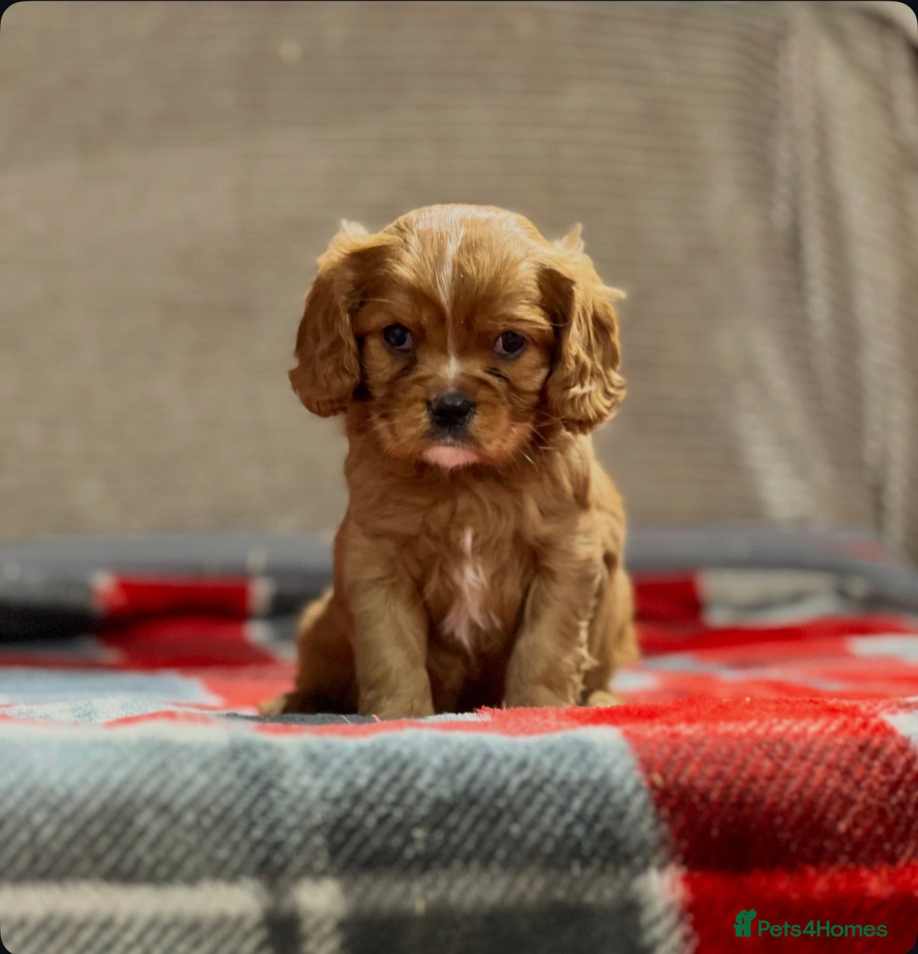Cavalier King Charles Spaniel dogs RUBY CAVALIER KING CHARLES GIRL PUP - Advert 9