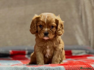 Cavalier King Charles Spaniel dogs RUBY CAVALIER KING CHARLES GIRL PUP - Advert 9