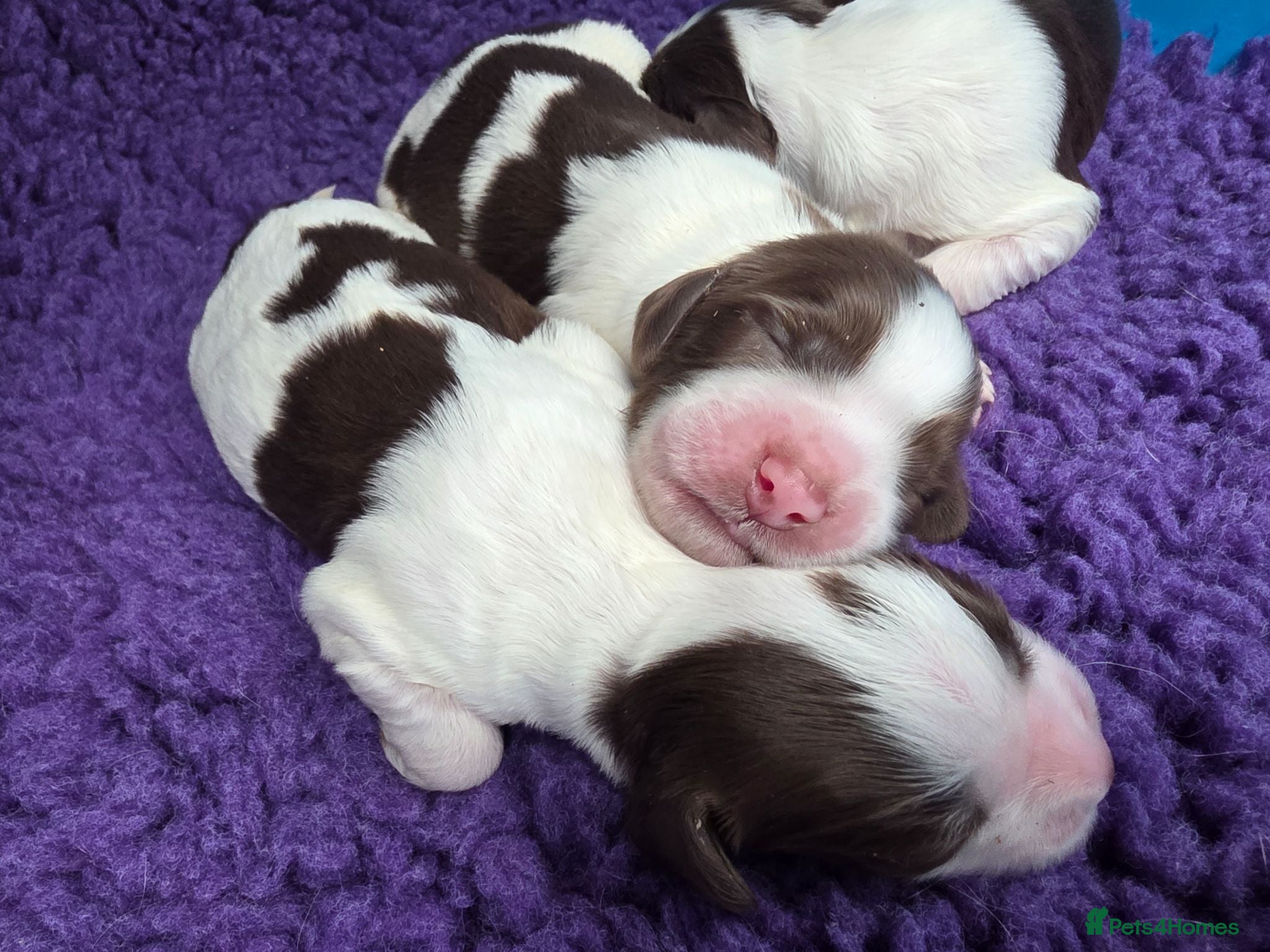 English Springer Spaniel dogs ⭐️ KC Home Reared Tested Springer Pups ⭐️ - Advert 1